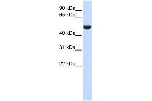 CD36 antibody used at 1 ug/ml to detect target protein. (CD36 Antikörper)