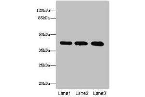 Western blot All lanes: RRAGC antibody at 1.