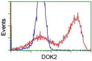 HEK293T cells transfected with either RC207621 overexpress plasmid (Red) or empty vector control plasmid (Blue) were immunostained by anti-DOK2 antibody (ABIN2454768), and then analyzed by flow cytometry. (DOK2 Antikörper)