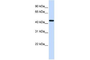 WB Suggested Anti-F2R Antibody Titration: 0. (PAR1 Antikörper  (N-Term))