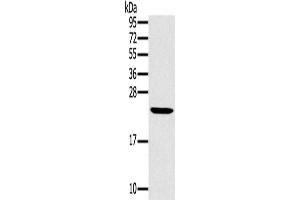 Western Blotting (WB) image for anti-Mediator Complex Subunit 22 (MED22) antibody (ABIN2430895) (MED22 Antikörper)