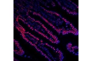 IF analysis of DDX5 using anti-DDX5 antibody (ABIN7602561). (DDX5 Antikörper  (AA 85-328))