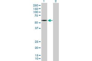 Western Blot analysis of SLC1A2 expression in transfected 293T cell line by SLC1A2 MaxPab polyclonal antibody. (SLC1A2 Antikörper  (AA 1-574))