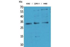 Western Blotting (WB) image for anti-Synaptonemal Complex Protein 3 (SYCP3) (Internal Region) antibody (ABIN3187669)