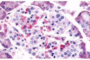 Anti-SSTR1 antibody  ABIN1049358 IHC staining of human pancreas, islet of Langerhans.
