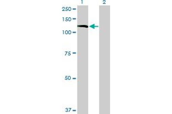 INPP5F Antikörper  (AA 1-1132)