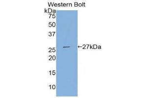 Western Blotting (WB) image for anti-Tissue Factor Pathway Inhibitor 2 (TFPI2) (AA 23-235) antibody (ABIN1860716) (TFPI2 Antikörper  (AA 23-235))