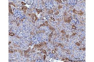 IHC analysis of Annexin-4/ANXA4 using anti-Annexin-4/ANXA4 antibody (ABIN7599265). (Annexin IV Antikörper  (AA 1-319))