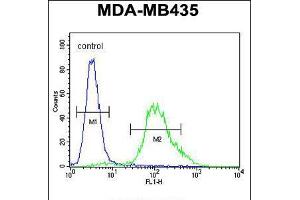Flow cytometric analysis of MDA-MB435 cells (right histogram) compared to a negative control cell (left histogram). (ZNF98 Antikörper  (C-Term))