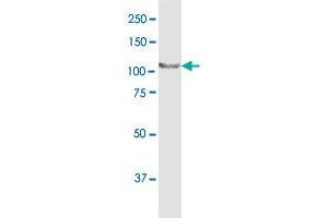 MTHFD1 MaxPab rabbit polyclonal antibody. (MTHFD1 Antikörper  (AA 1-935))