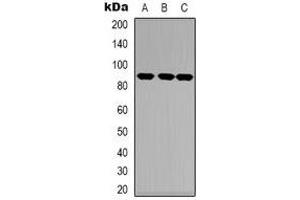 Western blot analysis of TRK A expression in HEK293T (A), NIH3T3 (B), mouse heart (C) whole cell lysates. (TRKA Antikörper  (C-Term))