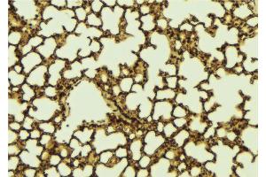 ABIN6273148 at 1/100 staining Mouse lung tissue by IHC-P. (PER2 Antikörper  (Internal Region))