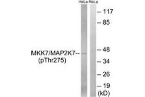 Western blot analysis of extracts from HeLa cells treated with calyculinA 50ng/ml 30', using MAP2K7 (Phospho-Thr275) Antibody. (MAP2K7 Antikörper  (pThr275))