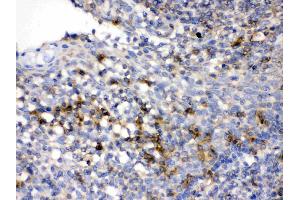 CD33 was detected in paraffin-embedded sections of human tonsil tissues using rabbit anti- CD33 Antigen Affinity purified polyclonal antibody (Catalog # ) at 1 µg/mL. (CD33 Antikörper  (AA 18-259))