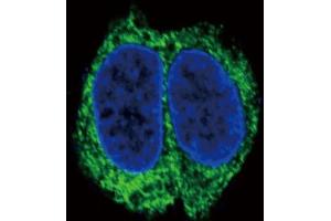 Immunofluorescence (IF) image for anti-Transforming Growth Factor, beta Receptor II (70/80kDa) (TGFBR2) (AA 13-40), (N-Term) antibody (ABIN655799)