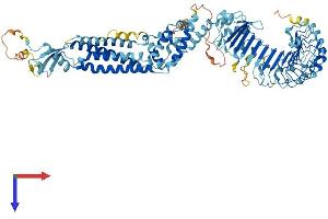 LRRC8B Protein (AA 1-803) (His tag)