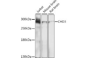 Western blot analysis of extracts of various cell lines, using CHD3 antibody (ABIN6133623, ABIN6138510, ABIN6138511 and ABIN6219455) at 1:1000 dilution. (CHD3 Antikörper  (AA 1900-2000))