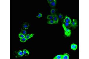Immunofluorescence (IF) image for anti-Solute Carrier Family 36 (Proton/amino Acid Symporter), Member 2 (SLC36A2) (AA 1-58) antibody (ABIN7166580)