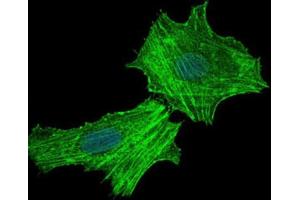 Immunofluorescence (IF) image for anti-Argininosuccinate Synthase 1 (ASS1) antibody (ABIN1845465)