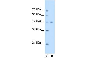 WB Suggested Anti-EEF1A1 Antibody Titration:  2. (eEF1A1 Antikörper  (C-Term))