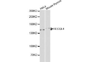 Western blot analysis of extracts of various cell lines, using RECQL4 antibody (ABIN5995494) at 1/1000 dilution. (RECQL4 Antikörper)