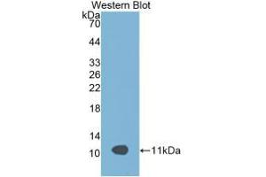 Western blot analysis of recombinant Rat APOC3. (APOC3 Antikörper  (AA 21-101))