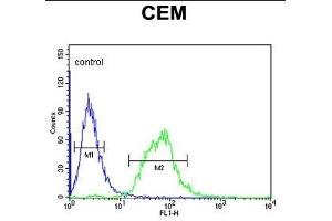 SLC22A6 Antibody (C-Term) (ABIN653184 and ABIN2842738) flow cytometric analysis of CEM cells (right histogram) compared to a negative control cell (left histogram). (SLC22A6 Antikörper  (C-Term))