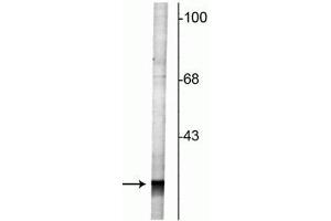 Western blot of rat cortical lysate showing specific labeling of the ~27 kDa Rab3 protein. (RAB3A Antikörper  (N-Term))