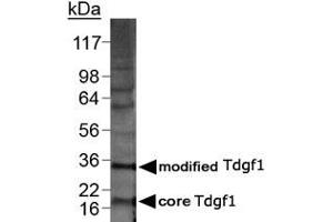 Western blot analysis of Tdgf1 in 20 ug of MDA-MB-21 lysate with Tdgf1 polyclonal antibody . (TDGF1 Antikörper  (AA 1-50))