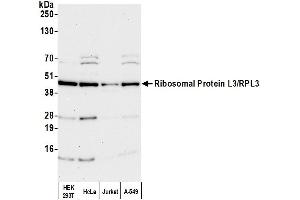 Western Blotting (WB) image for anti-Ribosomal Protein L3 (RPL3) (AA 325-375) antibody (ABIN7449804)