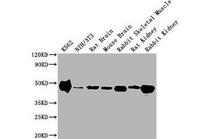 Western Blot Positive WB detected in: K562 whole cell lysate, NIH/3T3 whole cell lysate, Rat Brain tissue, Mouse Brain tissue, Rabbit Skeletal Muscle tissue, Rat Kidney tissue, Rabbit Kidney tissue All lanes ENO1 antibody at 1:10000 Secondary Goat polyclonal to mouse IgG at 0. (ENO1 Antikörper  (AA 2-434))