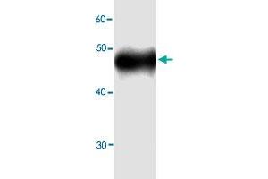 Western blot analysis in ALDOB recombinant protein with ALDOB monoclonal antibody, clone 5g898  at 1 : 1000 dilution. (ALDOB Antikörper)
