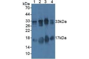 Western blot analysis of (1) Pig Liver Tissue, (2) Human Lung Tissue, (3) Mouse Testis Tissue, and (4) Mouse Uterus Tissue