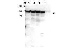 Image no. 1 for anti-Myosin IG (MYO1G) (Internal Region) antibody (ABIN297326) (MYO1G Antikörper  (Internal Region))