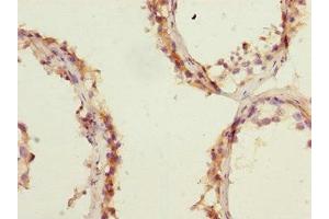 Immunohistochemistry of paraffin-embedded human testis tissue using ABIN7151675 at dilution of 1:100 (ERMP1 Antikörper  (AA 673-904))