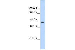 WB Suggested Anti-TEAD3 Antibody Titration:  0. (TEAD3 Antikörper  (C-Term))
