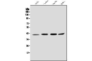 Western blot analysis of Orai2 using anti-Orai2 antibody (ABIN7600605).