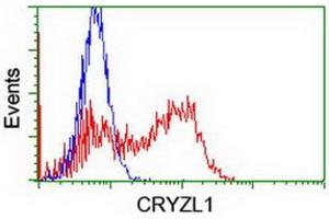 Image no. 3 for anti-Crystallin, Zeta, Homolog antibody (ABIN1497655) (CRYZL1 Antikörper)