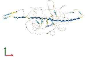 AlphaFold protein structure predicition of Mouse Recombinant Ccdc14 Protein, UniprotID Q8K2J4