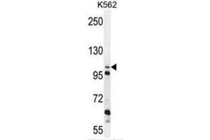 C4orf21 Antibody (N-term) western blot analysis in K562 cell line lysates (35µg/lane). (ZGRF1 Antikörper  (N-Term))