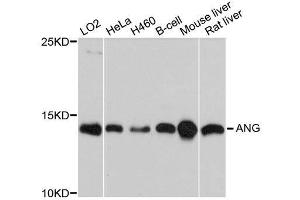 Western blot analysis of extracts of various cell lines, using ANG antibody. (ANG Antikörper  (AA 25-147))