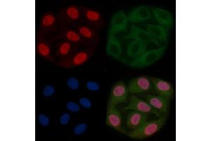 MYCL Mouse Monoclonal Antibody staining Hela cells by IF/ICC.