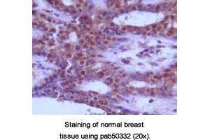 Image no. 1 for anti-Beclin 1, Autophagy Related (BECN1) (AA 150-300) antibody (ABIN363641) (Beclin 1 Antikörper  (AA 150-300))