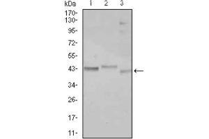 Western Blotting (WB) image for anti-CCAAT/enhancer Binding Protein (C/EBP), alpha (CEBPA) antibody (ABIN5014555)