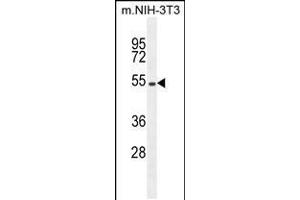 Western blot analysis in mouse NIH-3T3 cell line lysates (35ug/lane). (EIF2B4 Antikörper  (AA 146-175))