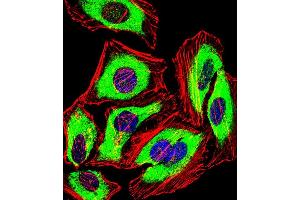 Fluorescent confocal image of Hela cell stained with PRDX2 Antibody (C-term) (ABIN389468 and ABIN2839532). (Peroxiredoxin 2 Antikörper  (C-Term))