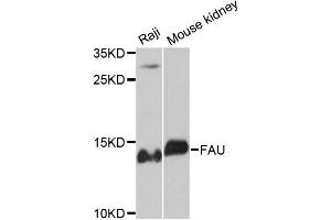Western blot analysis of extracts of various cell lines, using FAU antibody. (FAU Antikörper)