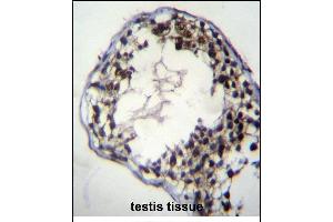 C7orf63 Antibody (N-term) (ABIN656362 and ABIN2845659) immunohistochemistry analysis in formalin fixed and paraffin embedded human testis tissue followed by peroxidase conjugation of the secondary antibody and DAB staining. (C7orf63 Antikörper  (N-Term))