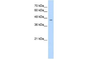 WB Suggested Anti-NR1I3 Antibody Titration:  1. (NR1I3 Antikörper  (C-Term))