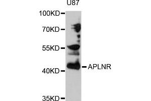 Western blot analysis of extracts of U-87MG cells, using APLNR antibody (ABIN5971438) at 1/1000 dilution. (Apelin Receptor Antikörper)
